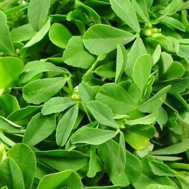 Scube farms Fenugreek Leaves - stripped Price per 100gms