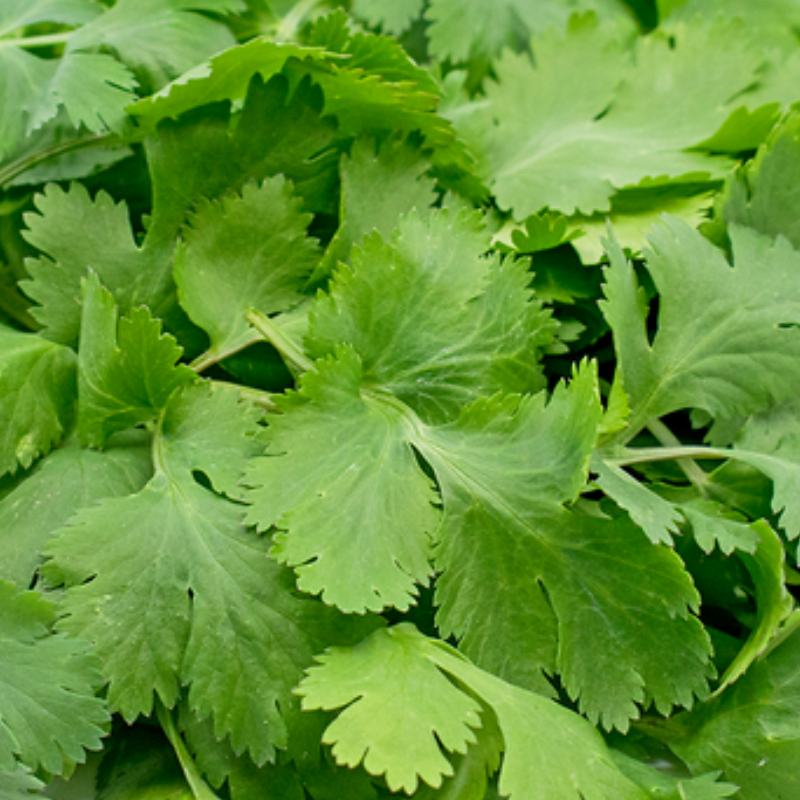 Scubefarms coriander leaves - stripped Price per 100 Grams